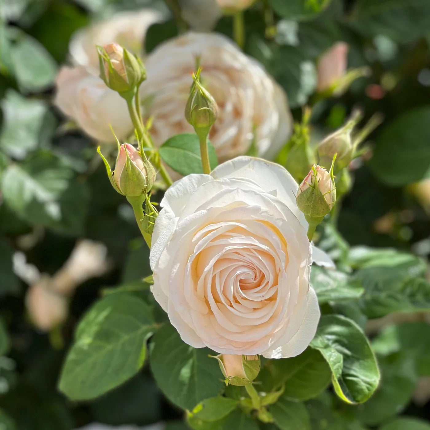 Letters from Pemberly® Garden Color Stories™ Bundle of 3 Bare Root Roses