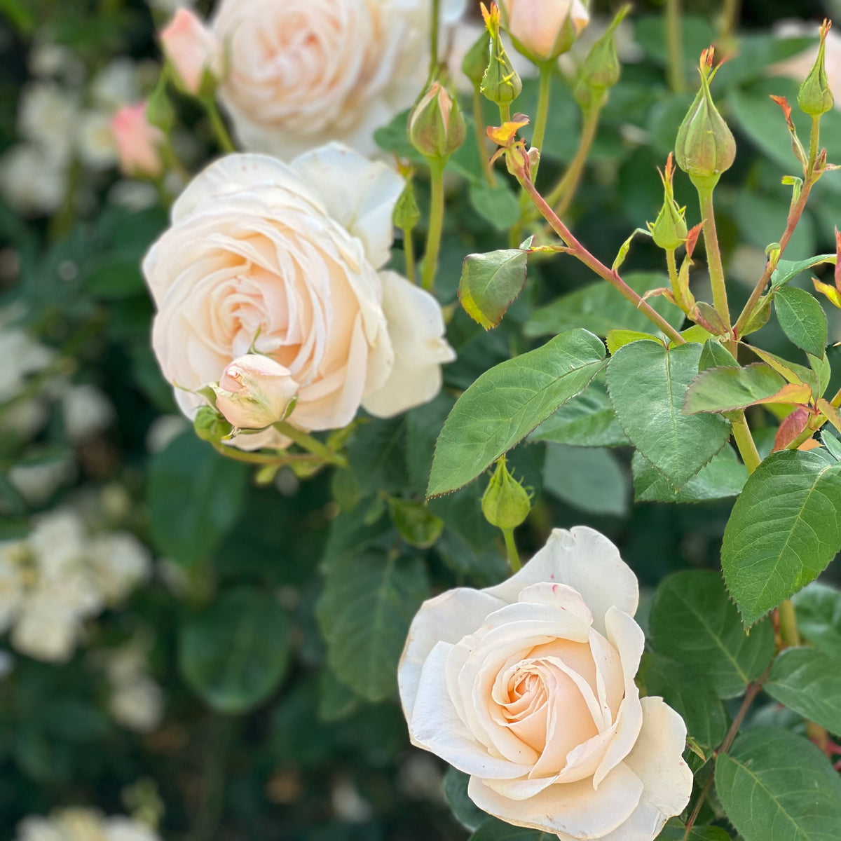 Easy Spirit™ Bare Root Rose