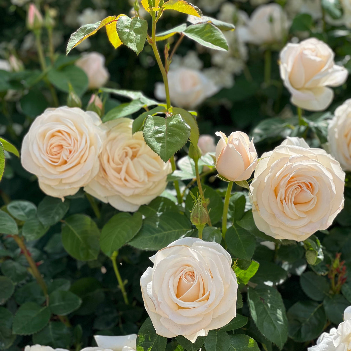 Easy Spirit™ Bare Root Rose