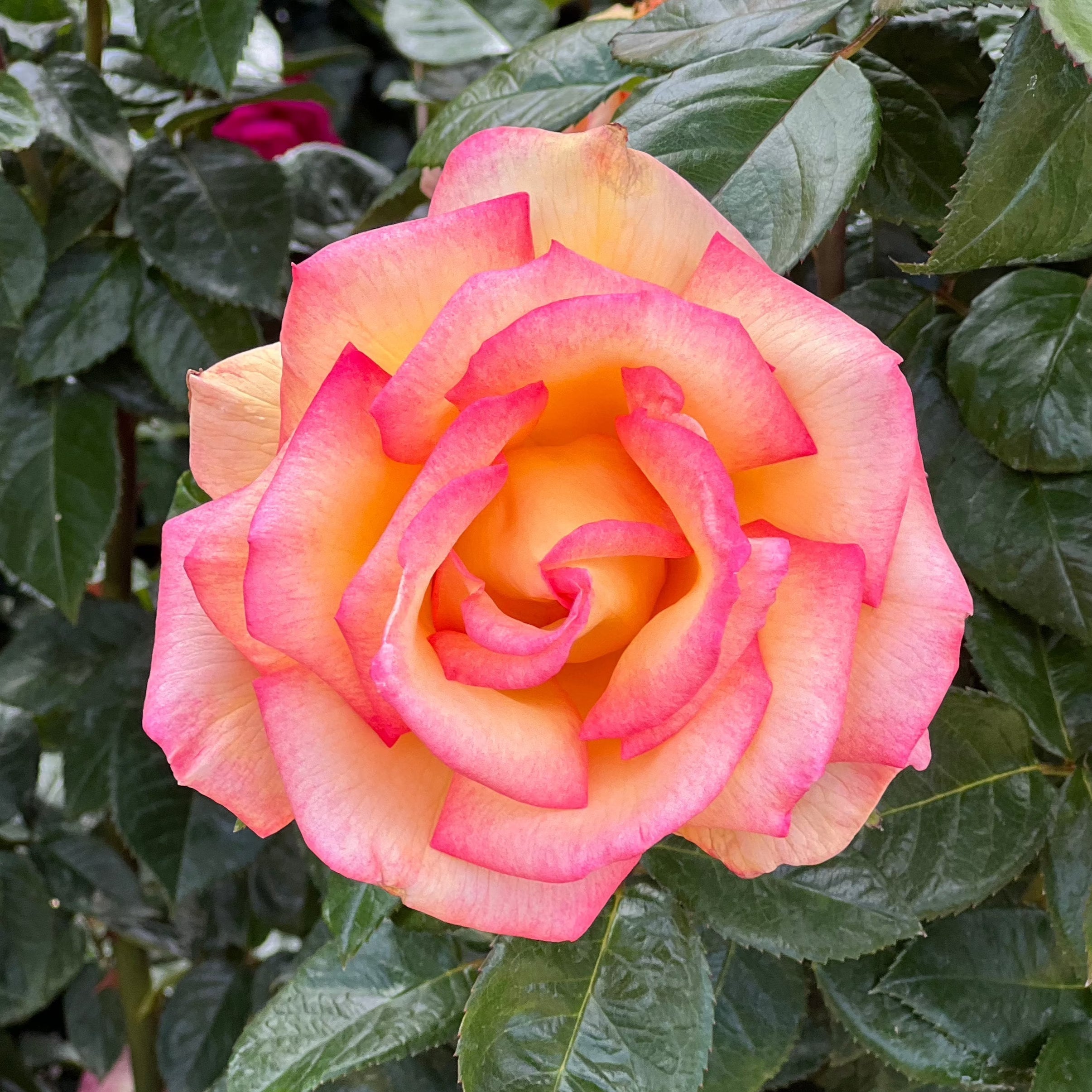 Sheila's Perfume Potted Rose Bush