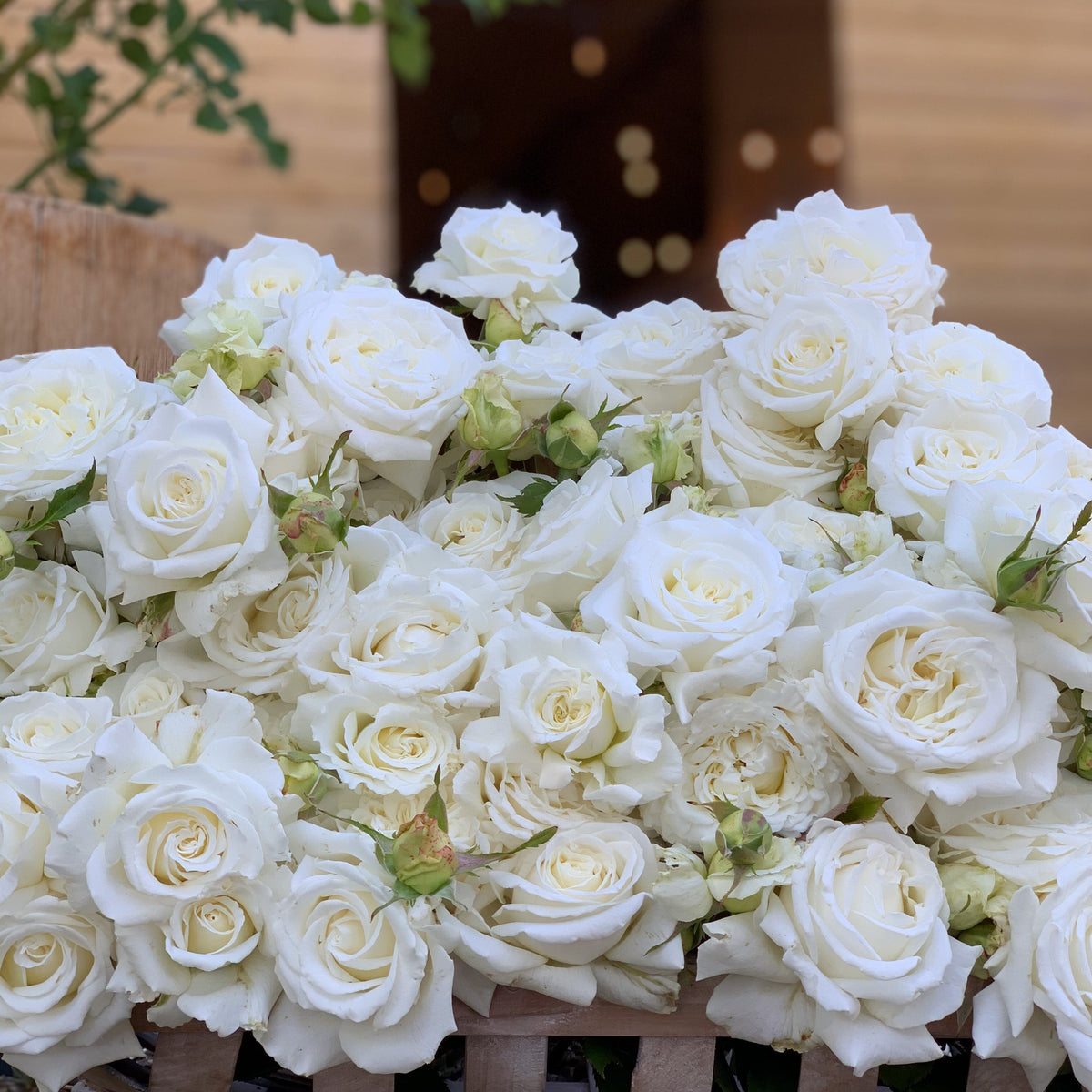 Pope John Paul II Potted Tree Rose