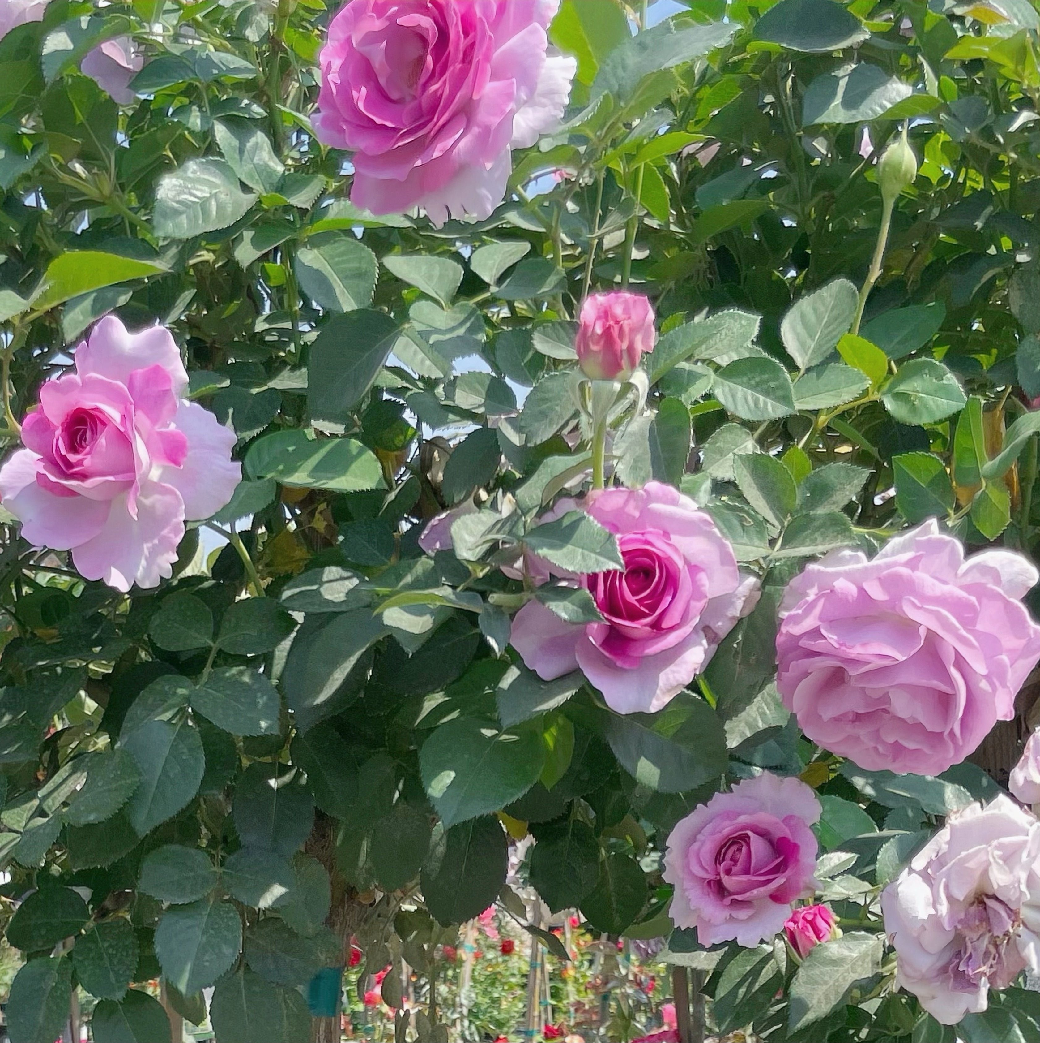 Arctic Blue Tree Rose | Lavender Tree Rose | Grace Rose Farm