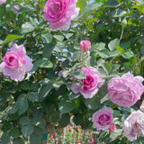 Arctic Blue™ Potted Tree Rose