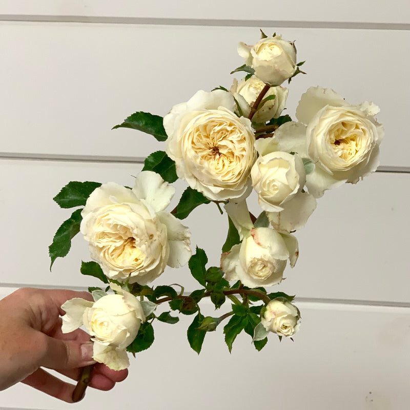 David Austin ® Tranquillity Potted Rose Bush