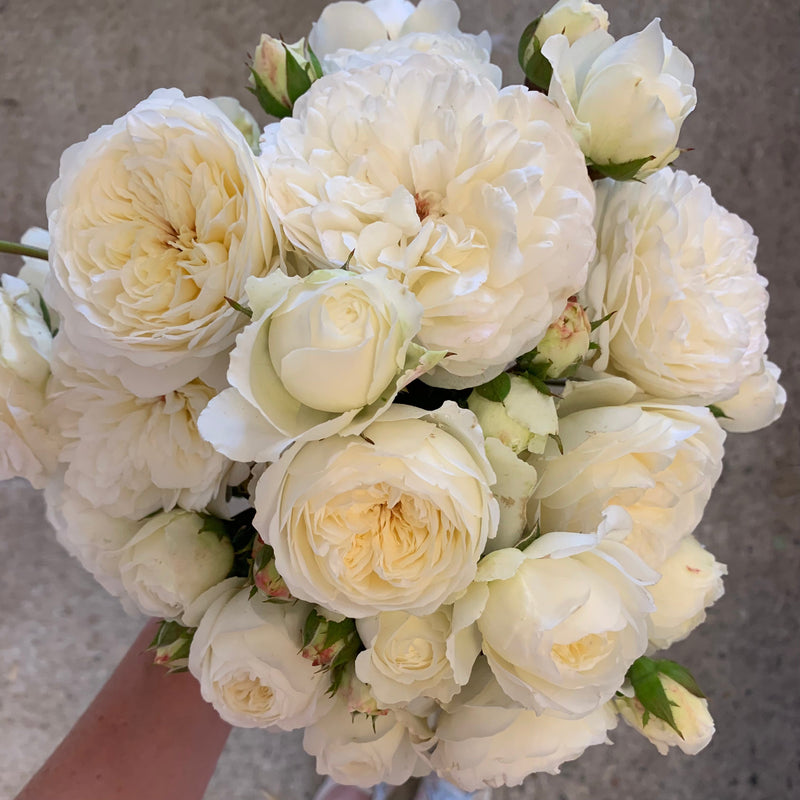 David Austin ® Tranquillity Potted Rose Bush