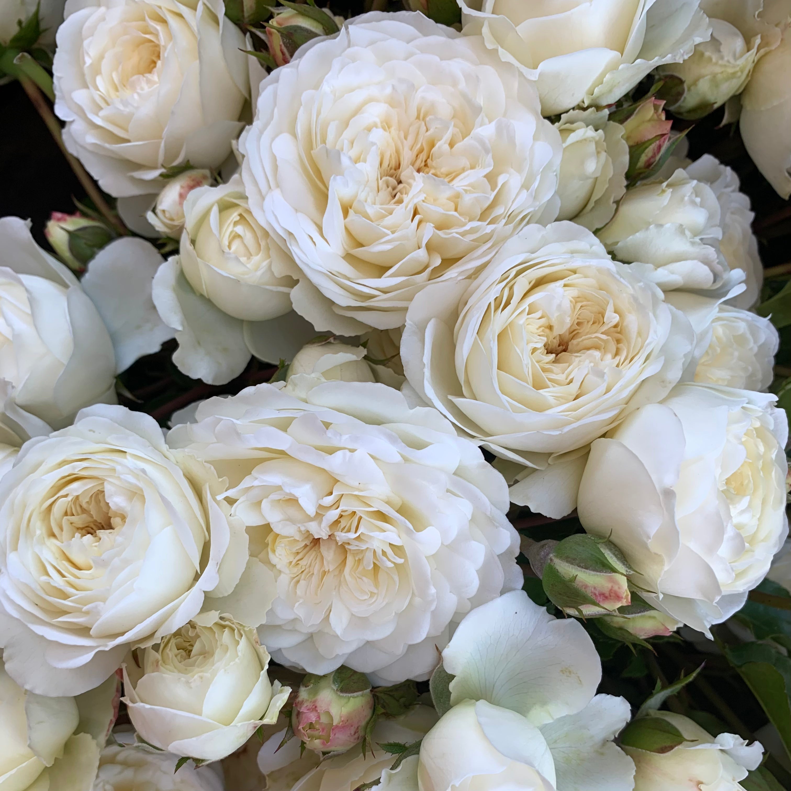 Tranquillity Rose | David Austin White Rose | Grace Rose Farm
