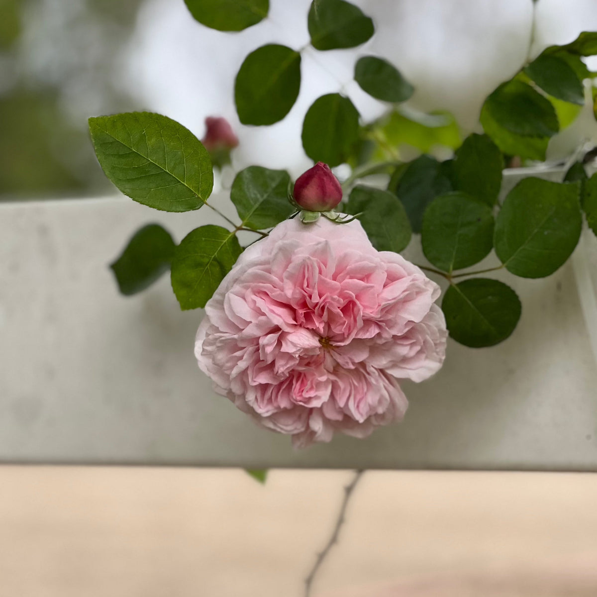 St. Swithun Rose Bush