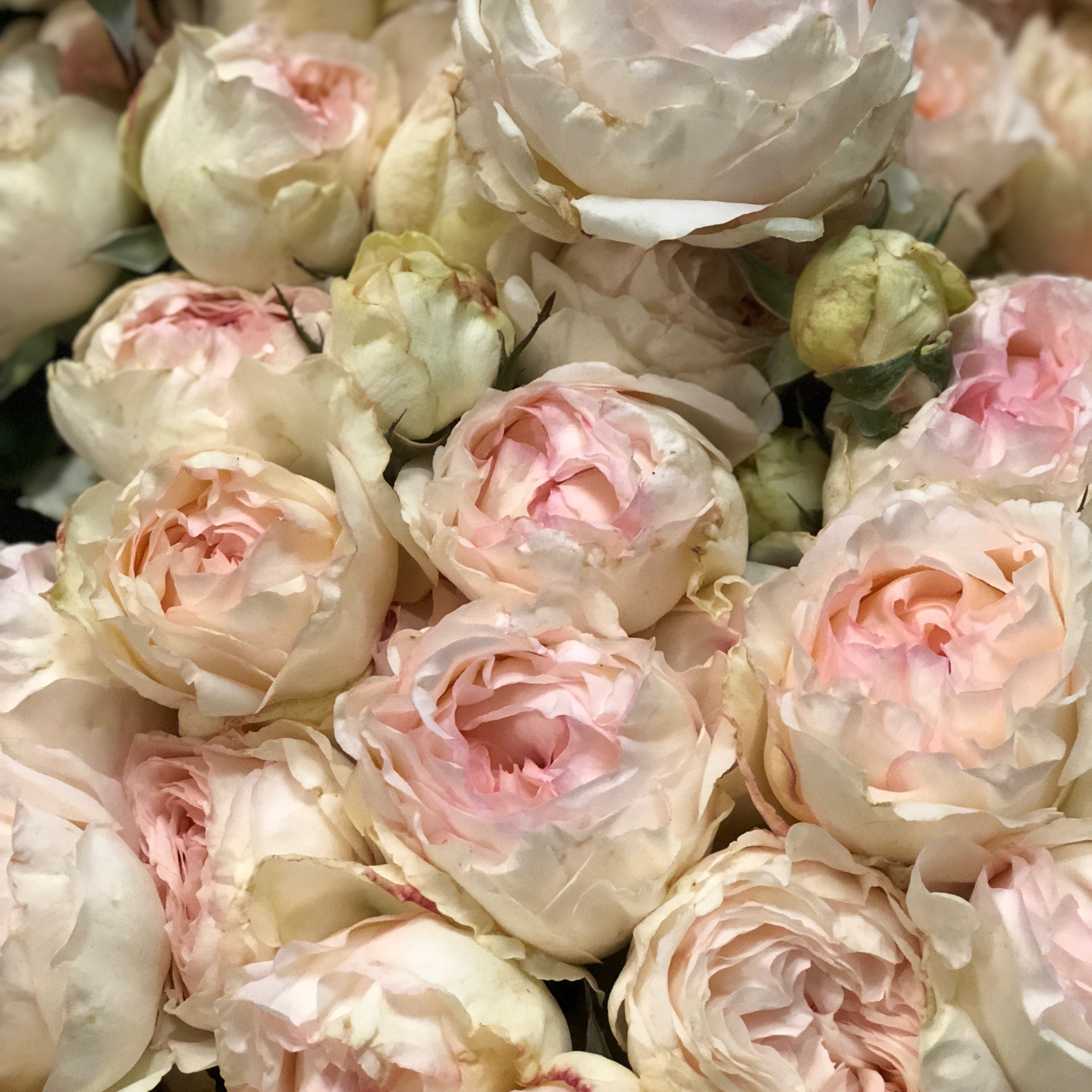 Classic Woman™ Bare Root Rose Bush