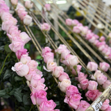 The Rose Immersion - A Colombian Floral Retreat at the World's Finest Rose Farm (Deposit)