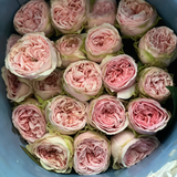 The Rose Immersion - A Colombian Floral Retreat at the World's Finest Rose Farm (Deposit)