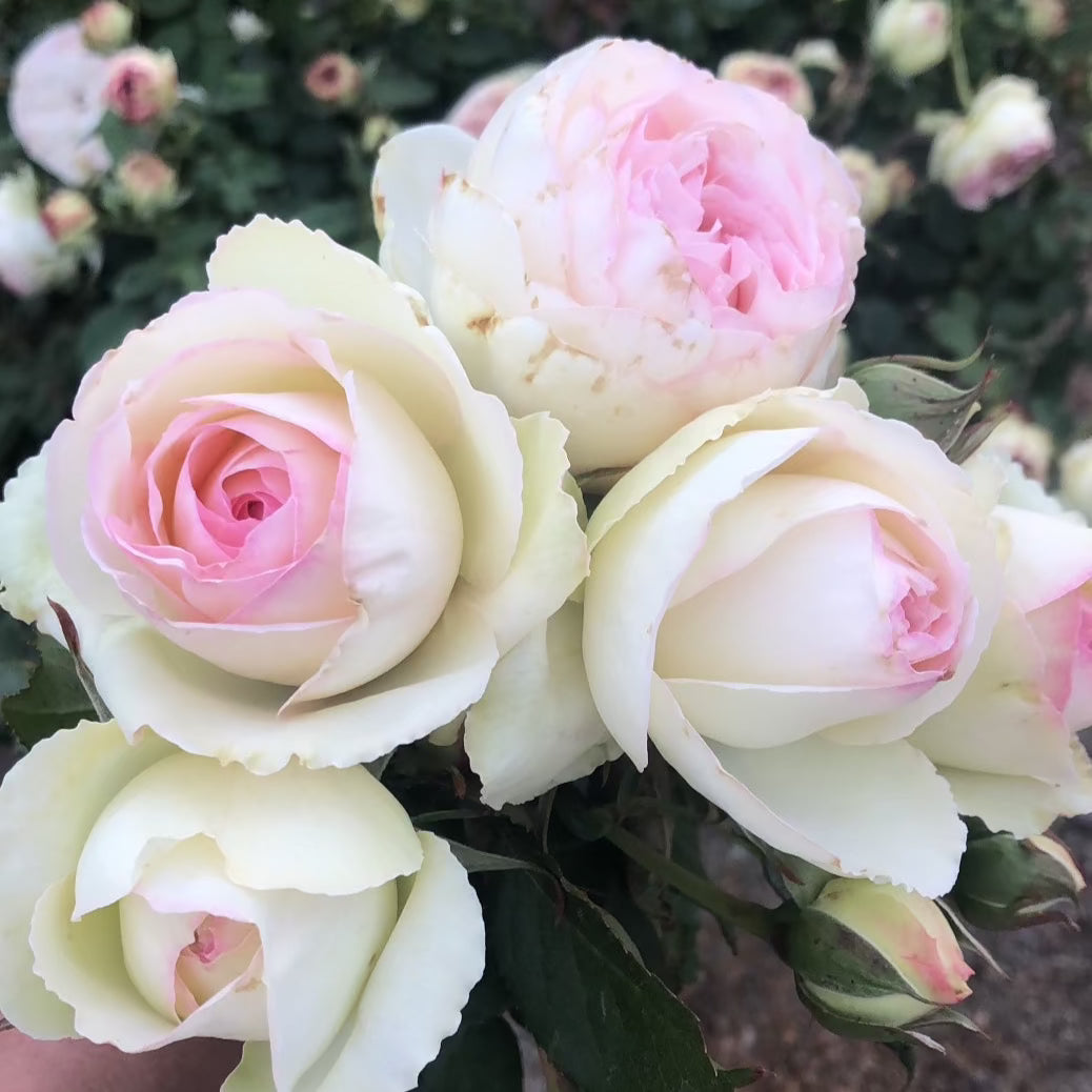 Eden Climber®   Bare Root Climbing Rose