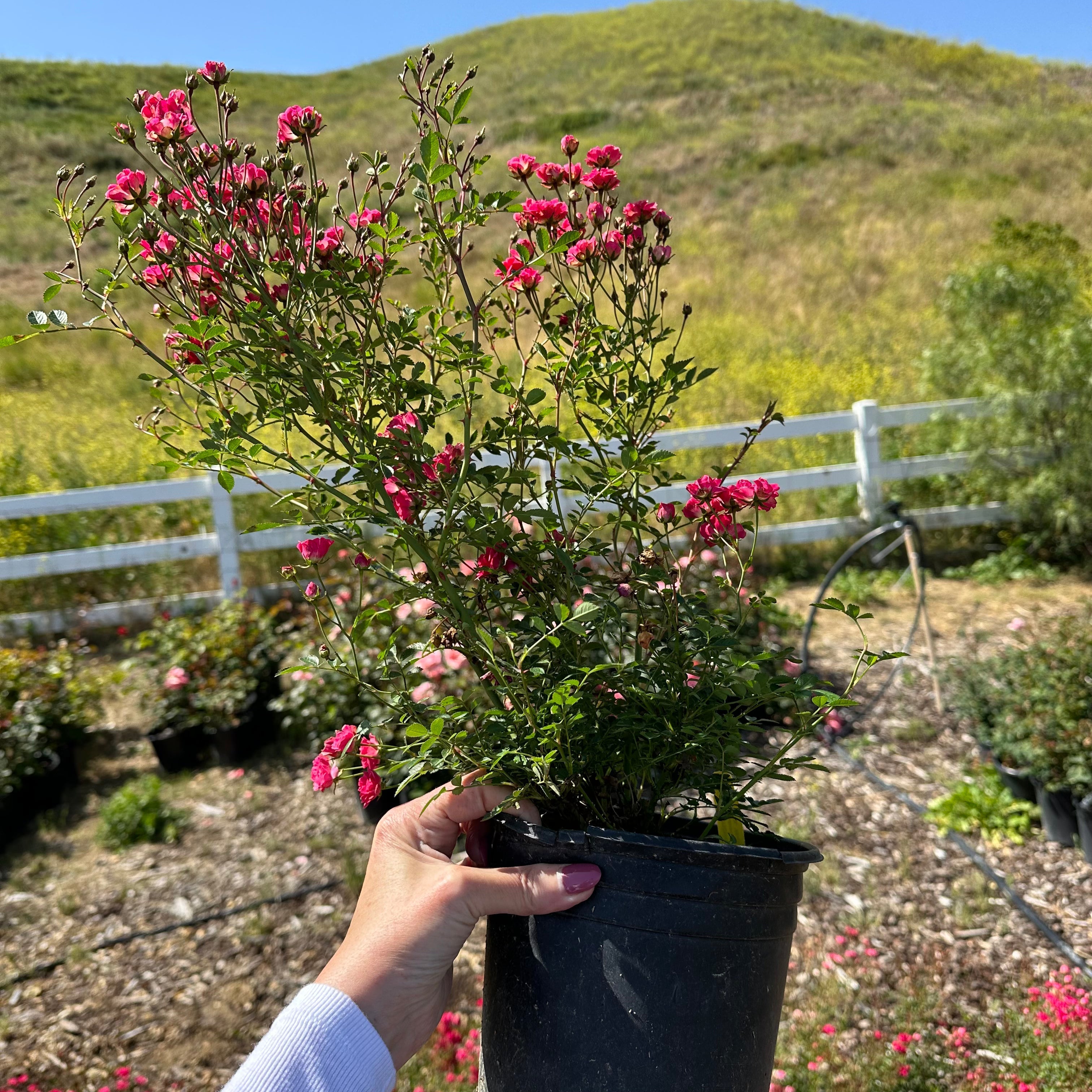 Pink Tumbleweed Rose | Micro Roses | Grace Rose Farm