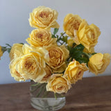 David Austin® Golden Celebration® Potted Climbing Rose