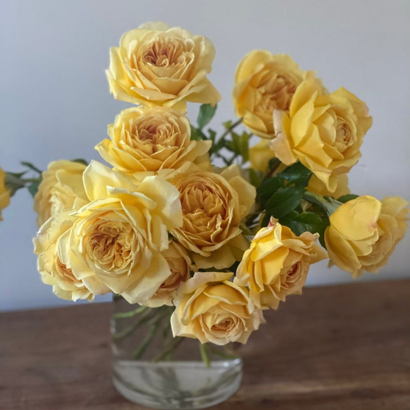 David Austin® Golden Celebration® Potted Climbing Rose