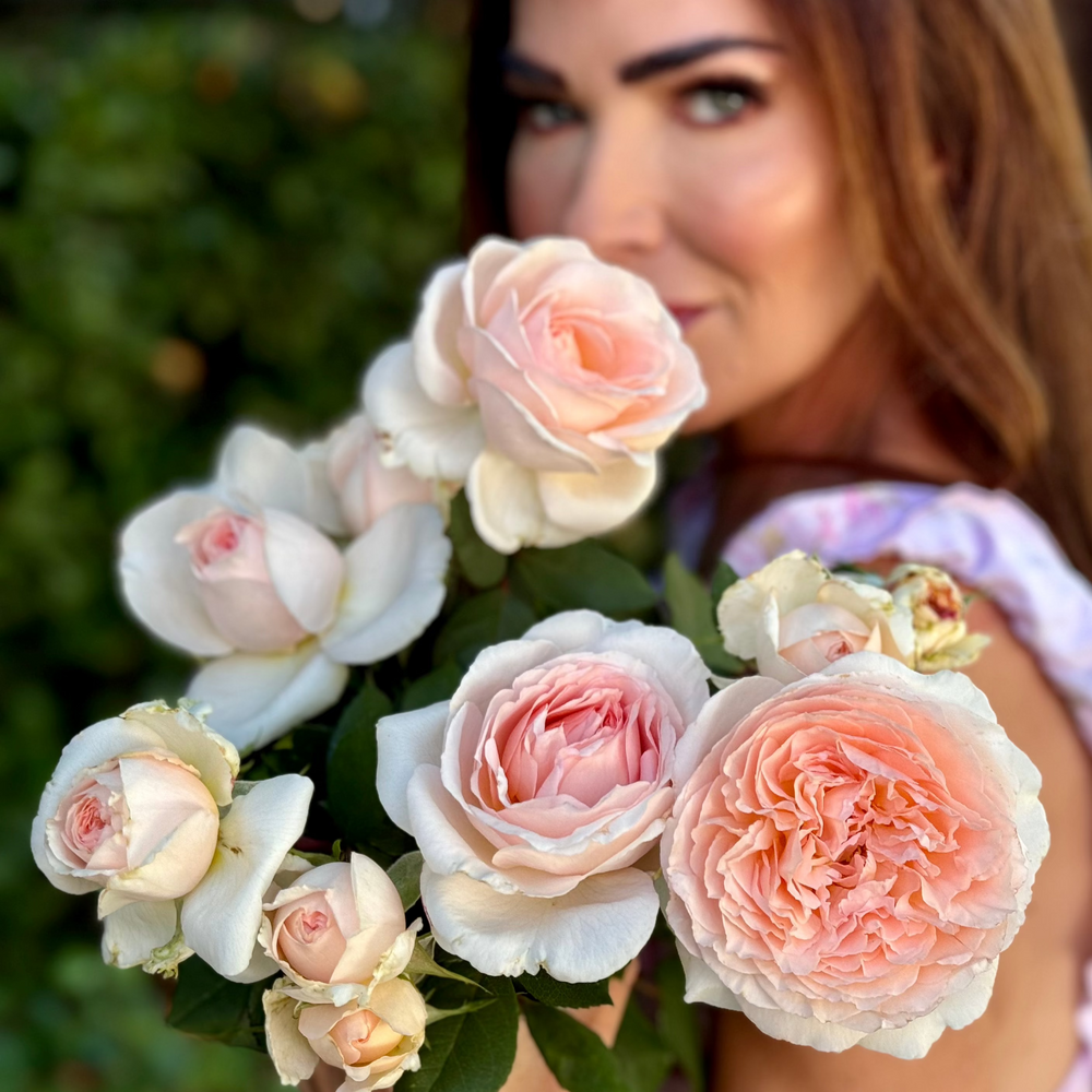 Bare Root Roses | Climbers & Budded Varieties | Grace Rose Farm