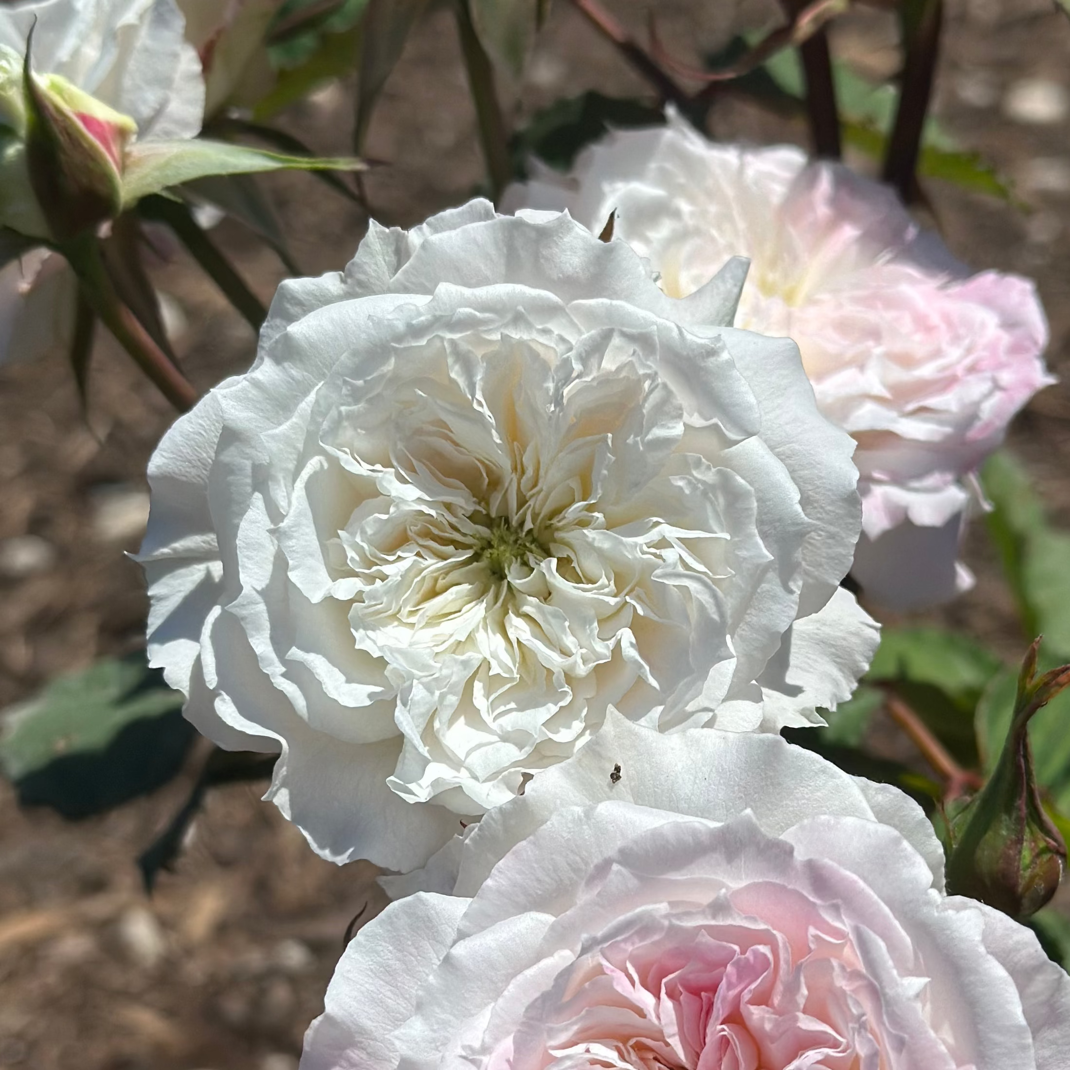 Les Fraises Potted Rose Bush