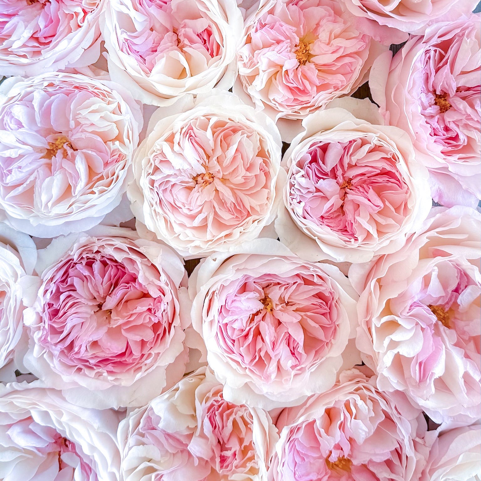 Kiera David Austin Rose Bush | Grace Rose Farm