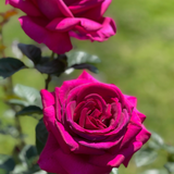 Stiletto™  Bare Root Tree Rose