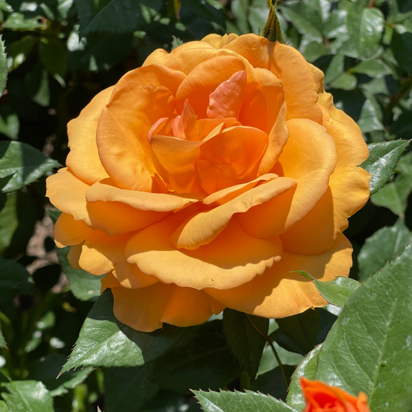 Sunbelt® South Africa®   Bare Root Rose Bush