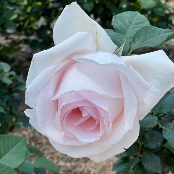 Meredith™ Potted Rose Bush