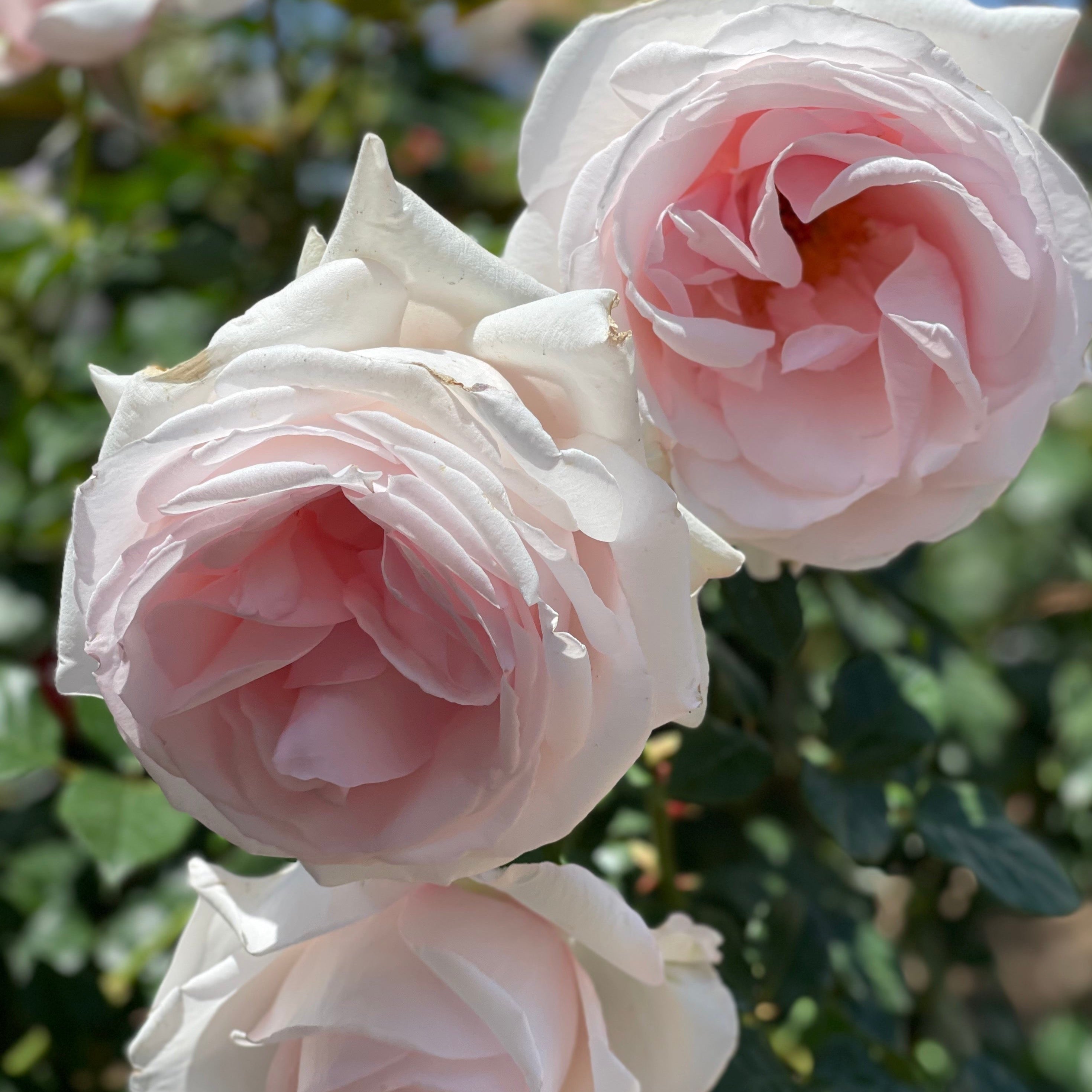 Meredith™ Potted Rose Bush