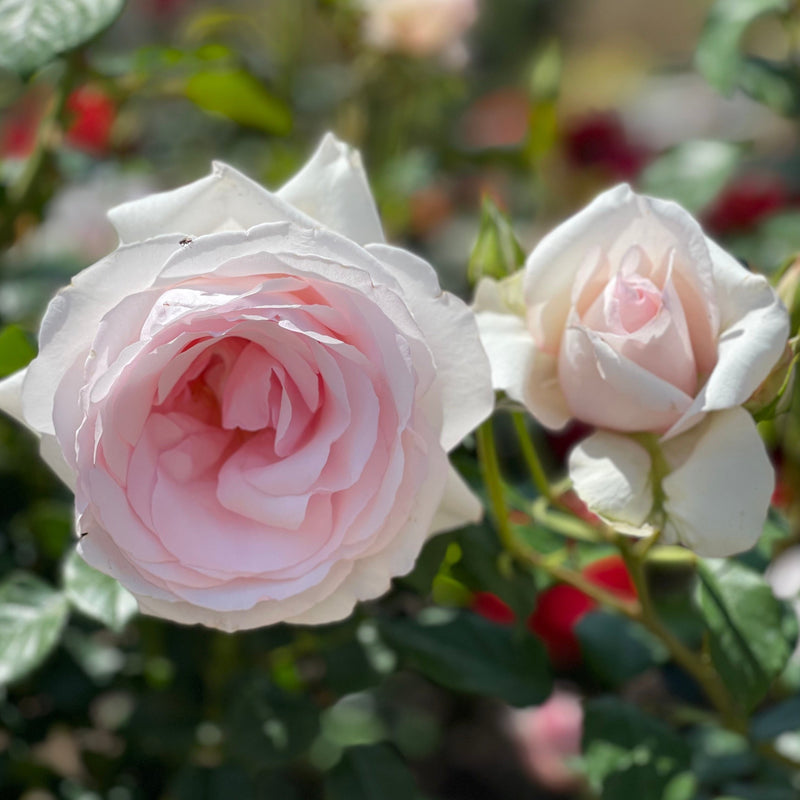 Meredith™ Potted Rose Bush