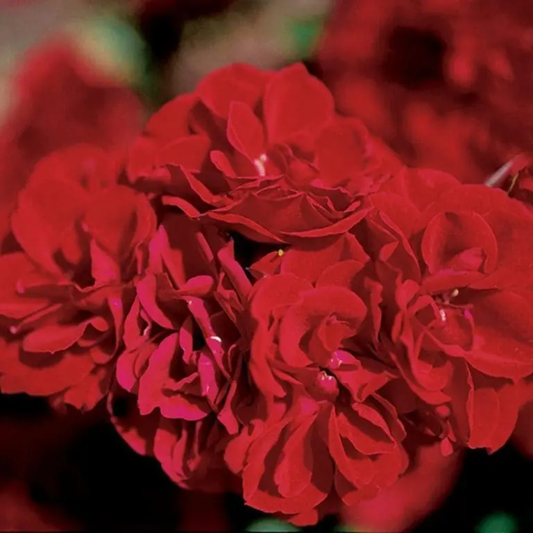 Sunblaze® Red Bare Root Tree Rose - POM POM