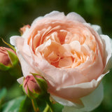 David Austin® Ambridge® Potted Rose Bush