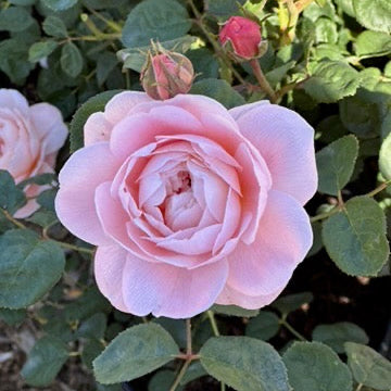 David Austin® Queen of Sweden® Potted Rose Bush