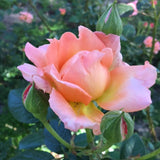 Elle® Potted Rose Bush