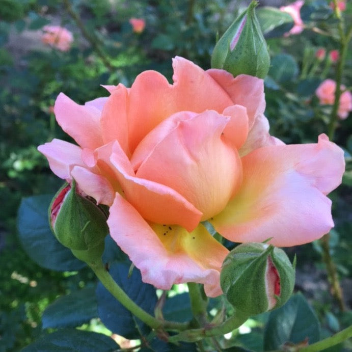 Elle® Potted Rose Bush