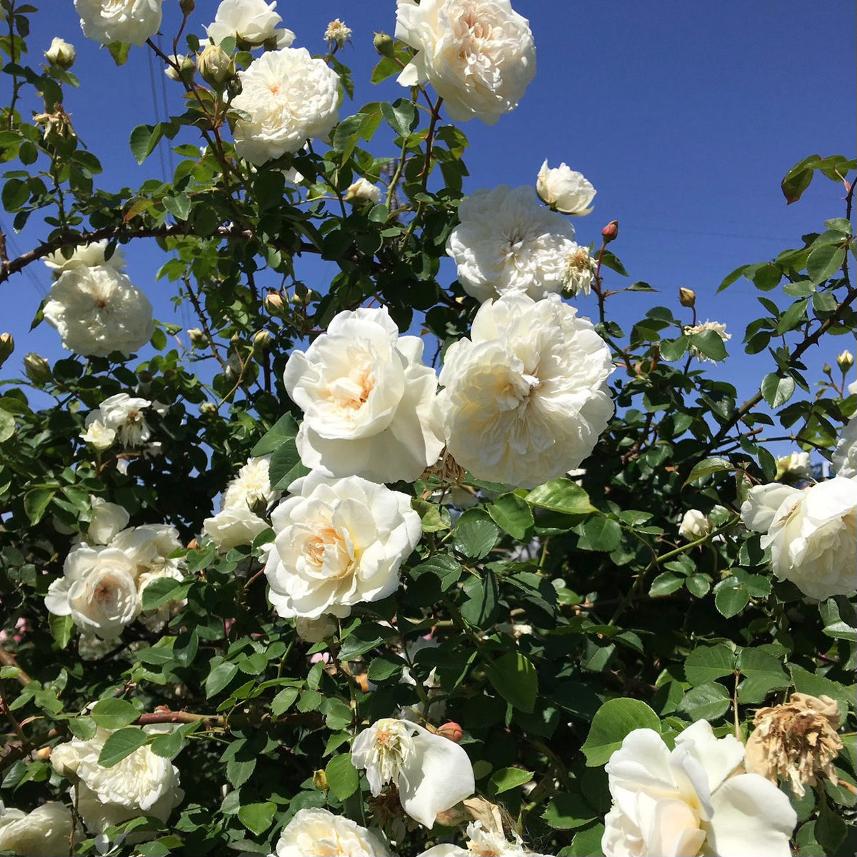 Sombreuil Potted Climbing Rose