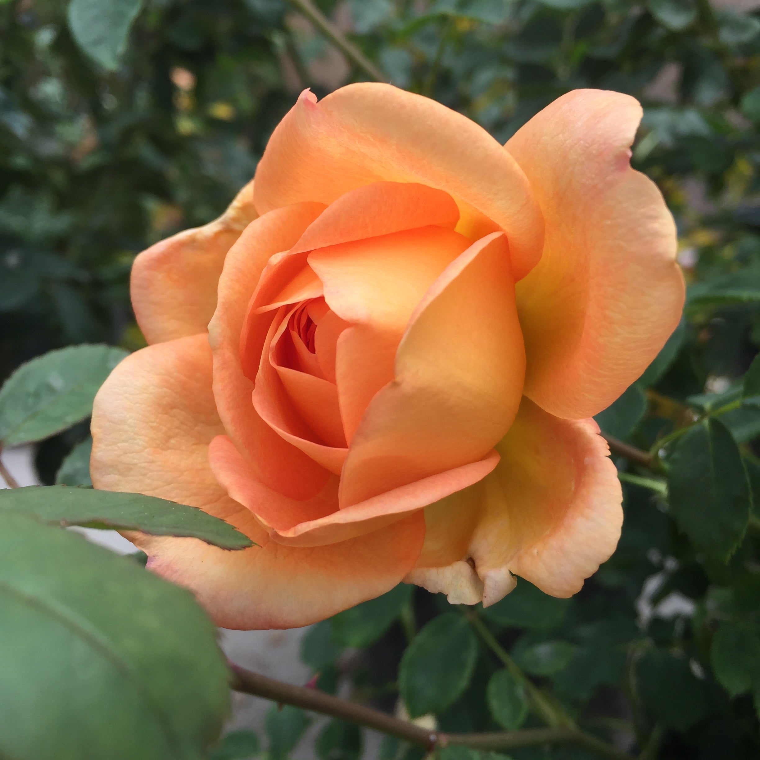 David Austin Lady of Shalott Rose Bush - Thumbnail 5