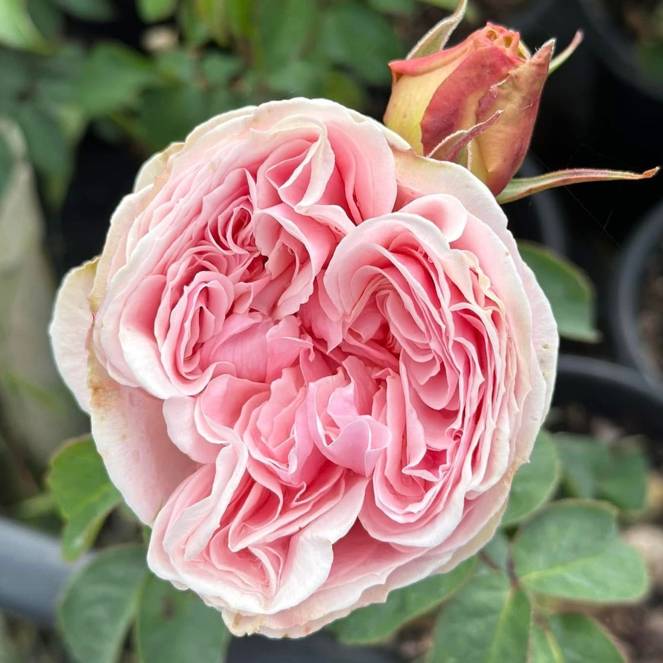 Wabara® Senlitsu® Potted Rose Bush