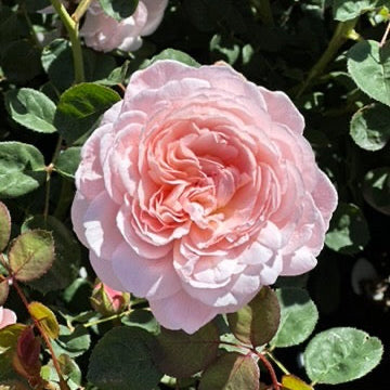 David Austin Roses Queen of Sweden - Thumbnail 4