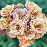 Butterscotch Climbing Potted Rose