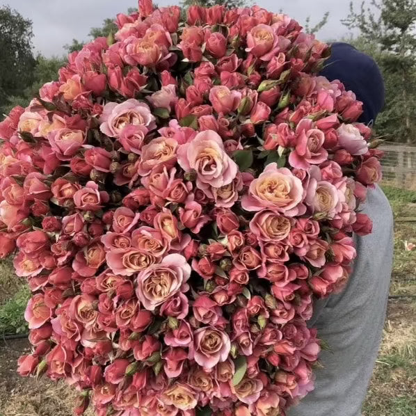 Distant Drums Bare Root Rose Bush