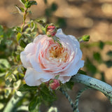 David Austin ® Crocus Rose Potted Rose Bush