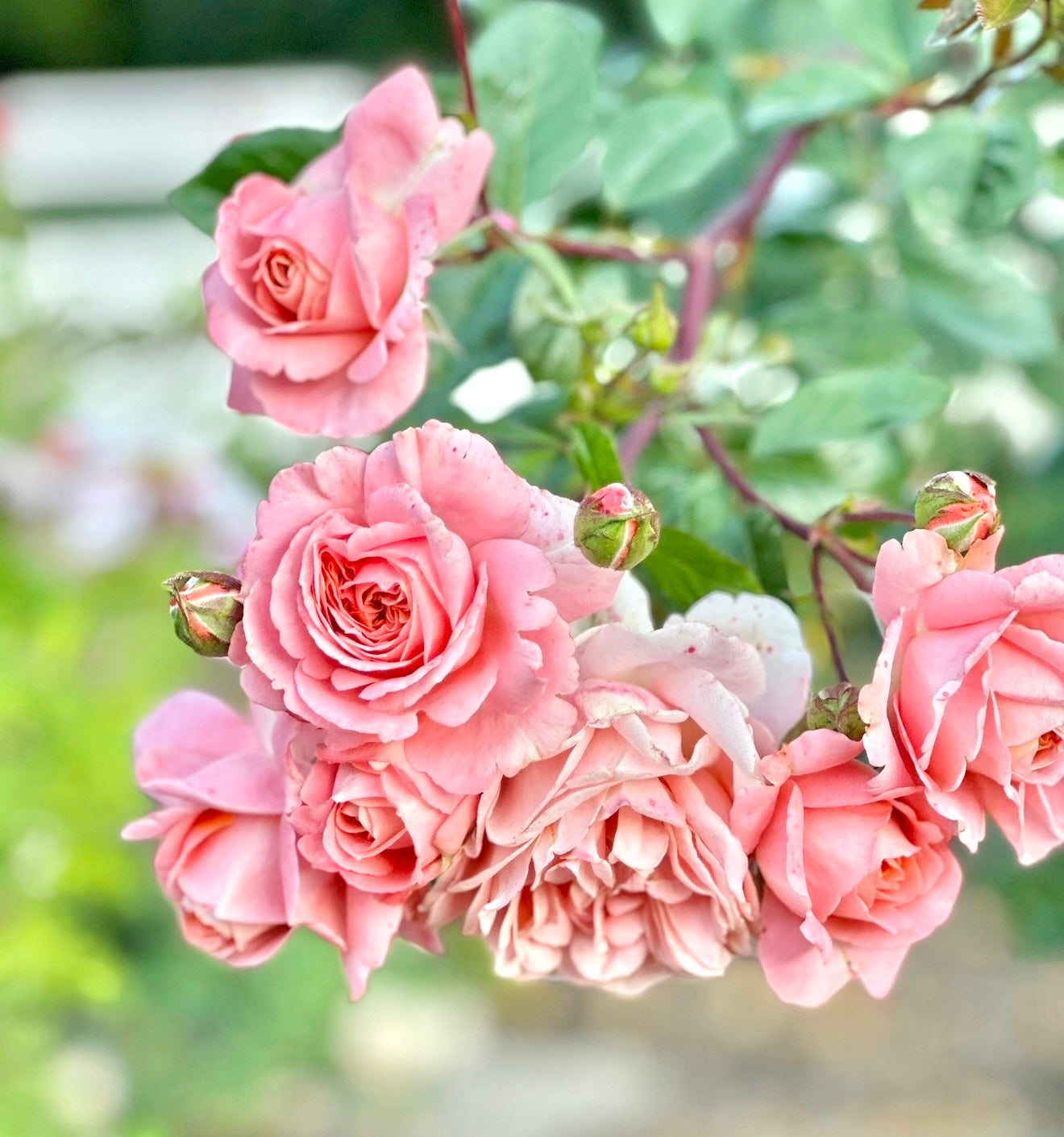 Lady Of The Mist Rose | Fragrant English Style Rose | Grace Rose Farm