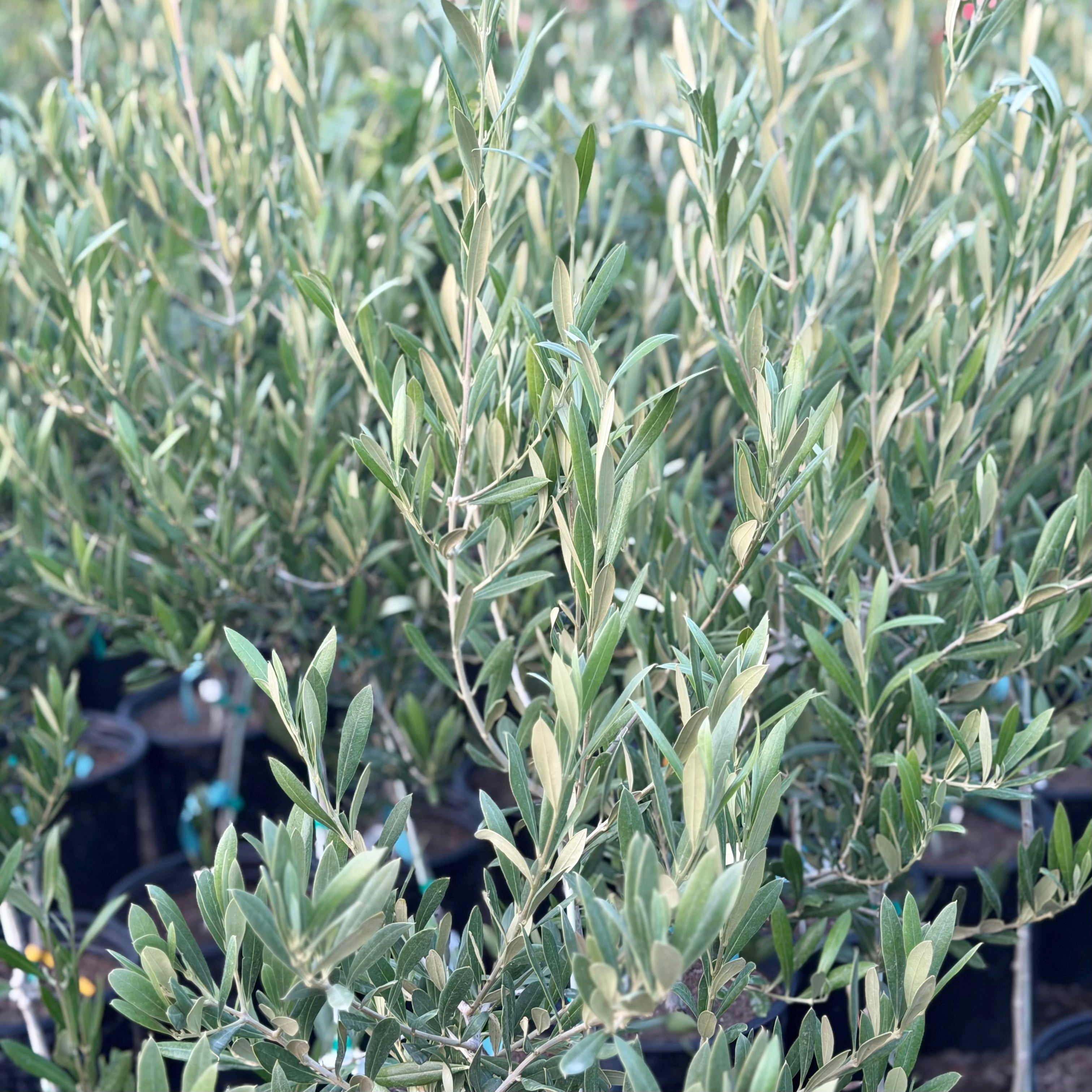Grace Rose Farm Koroneiki Olive Tree