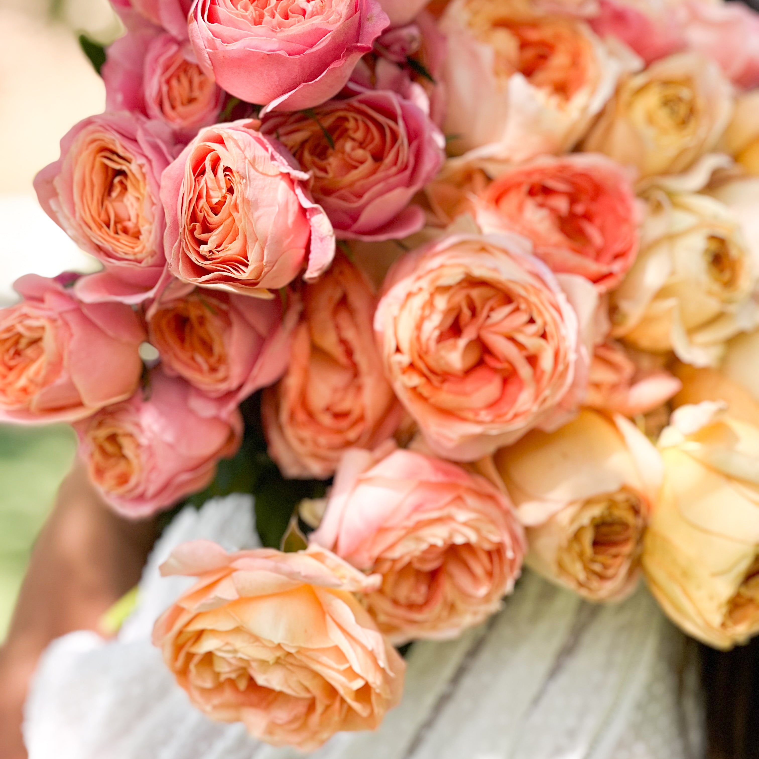Sherbet Garden Rose Bundle | Peach & Pink Rose Bundle | Grace Rose