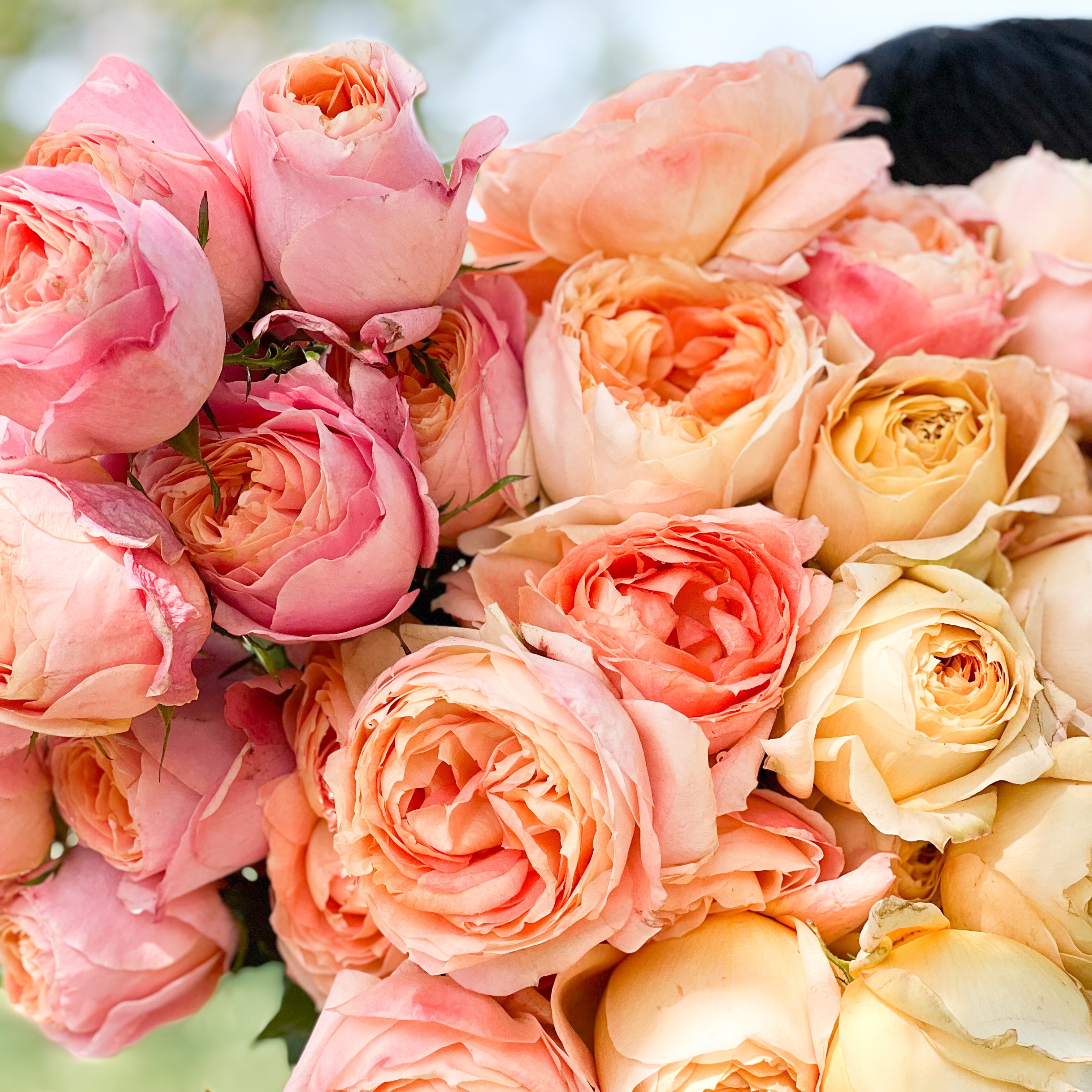 Sherbet Garden Rose Bundle