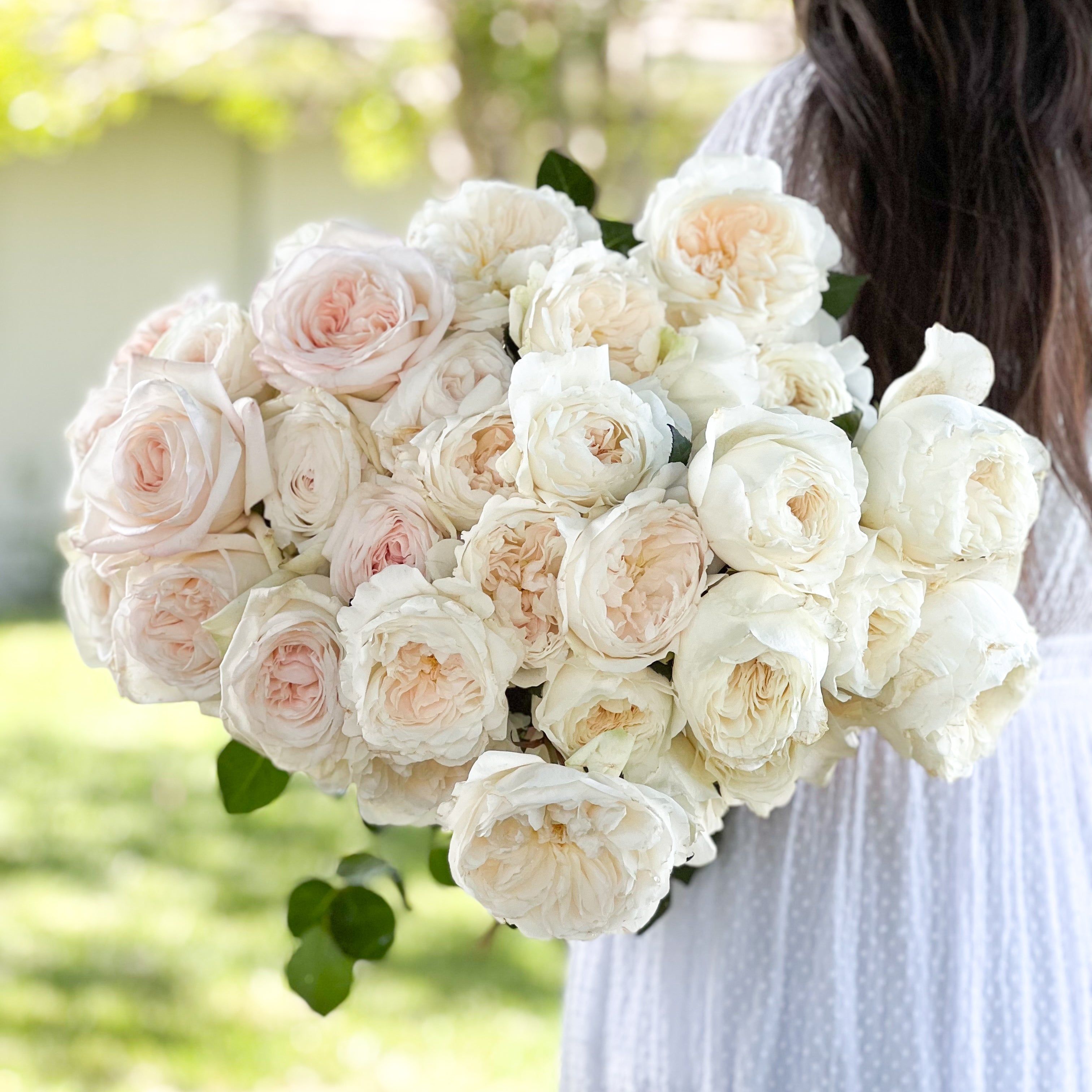 White Garden Rose Bundle