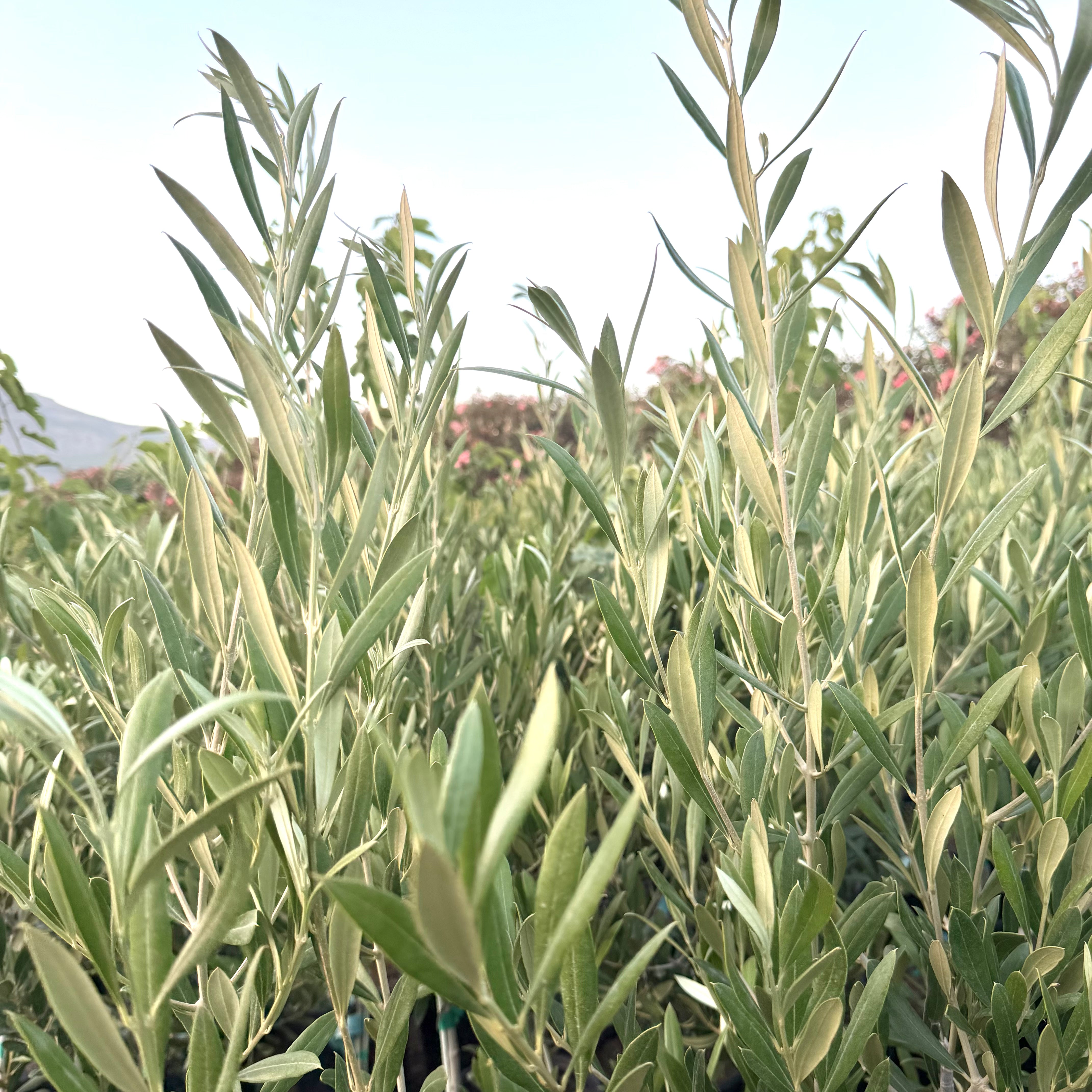 OLIVE TREE - Mission Potted Olive Tree