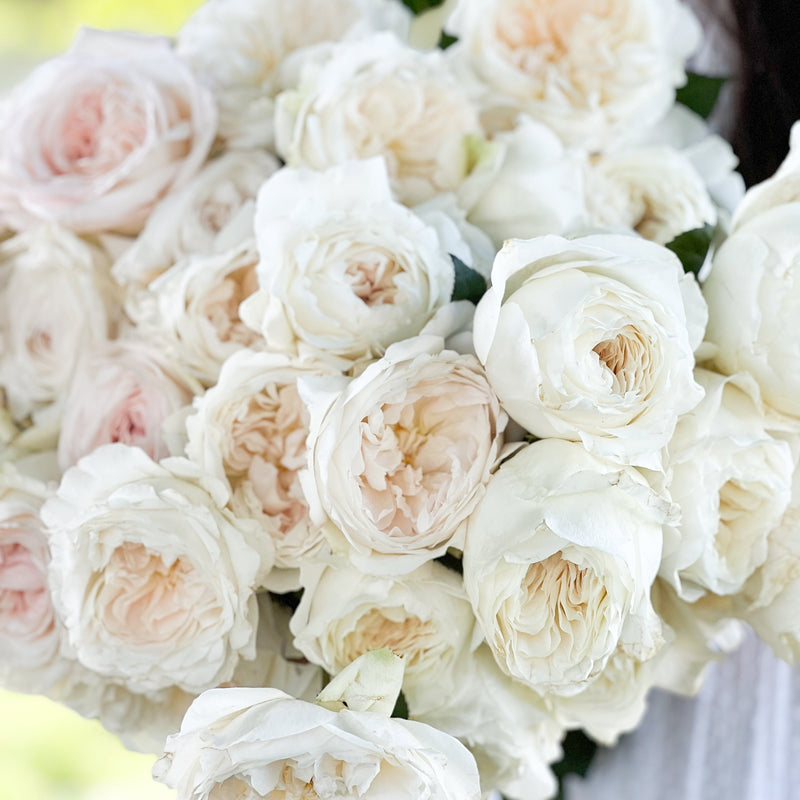 White Garden Rose Bundle