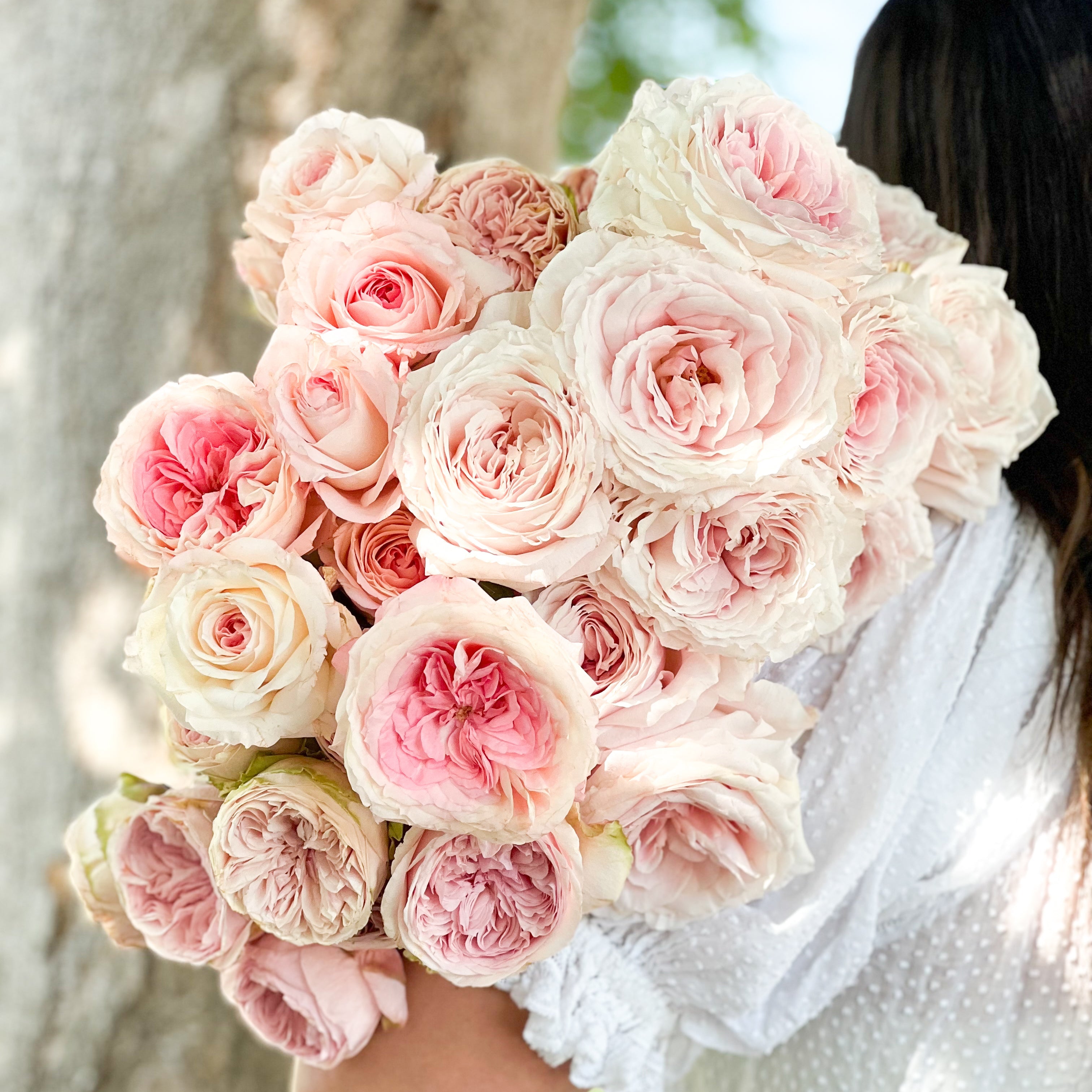 Blush Garden Rose Bundle