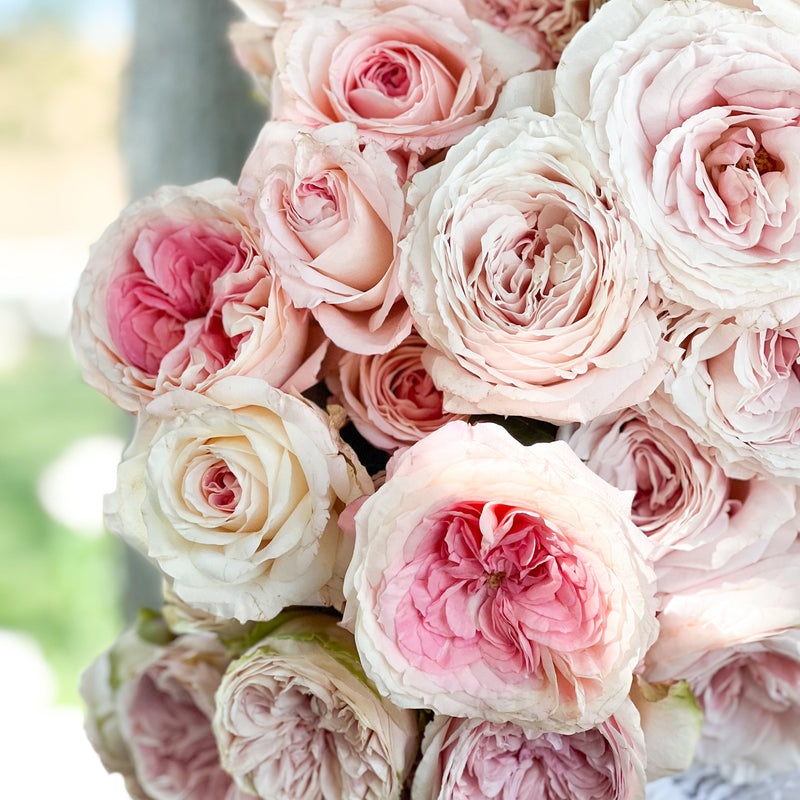 Blush Garden Rose Bundle