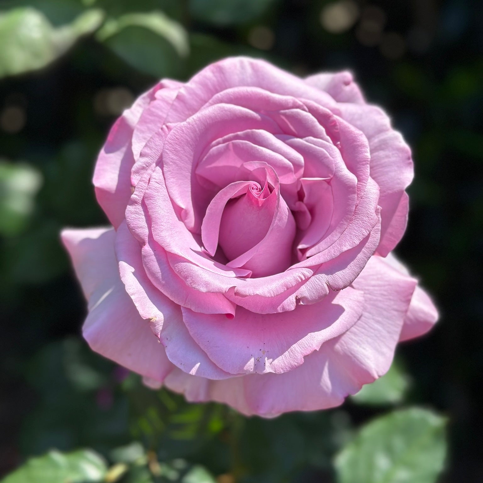 Neptune Potted Rose Bush | Lavender Fragrant Rose | Grace Rose Farm