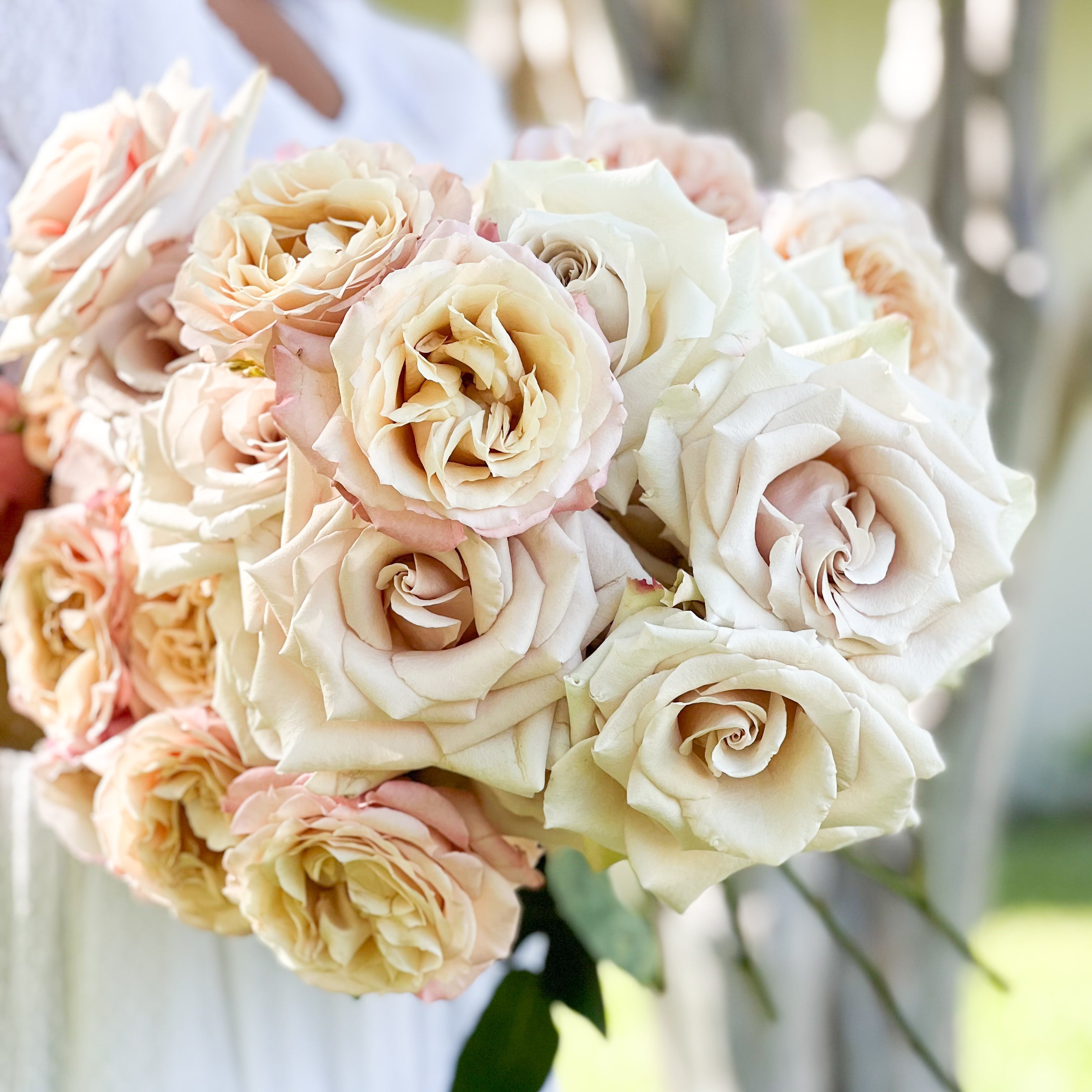 Nude Garden Rose Bundle