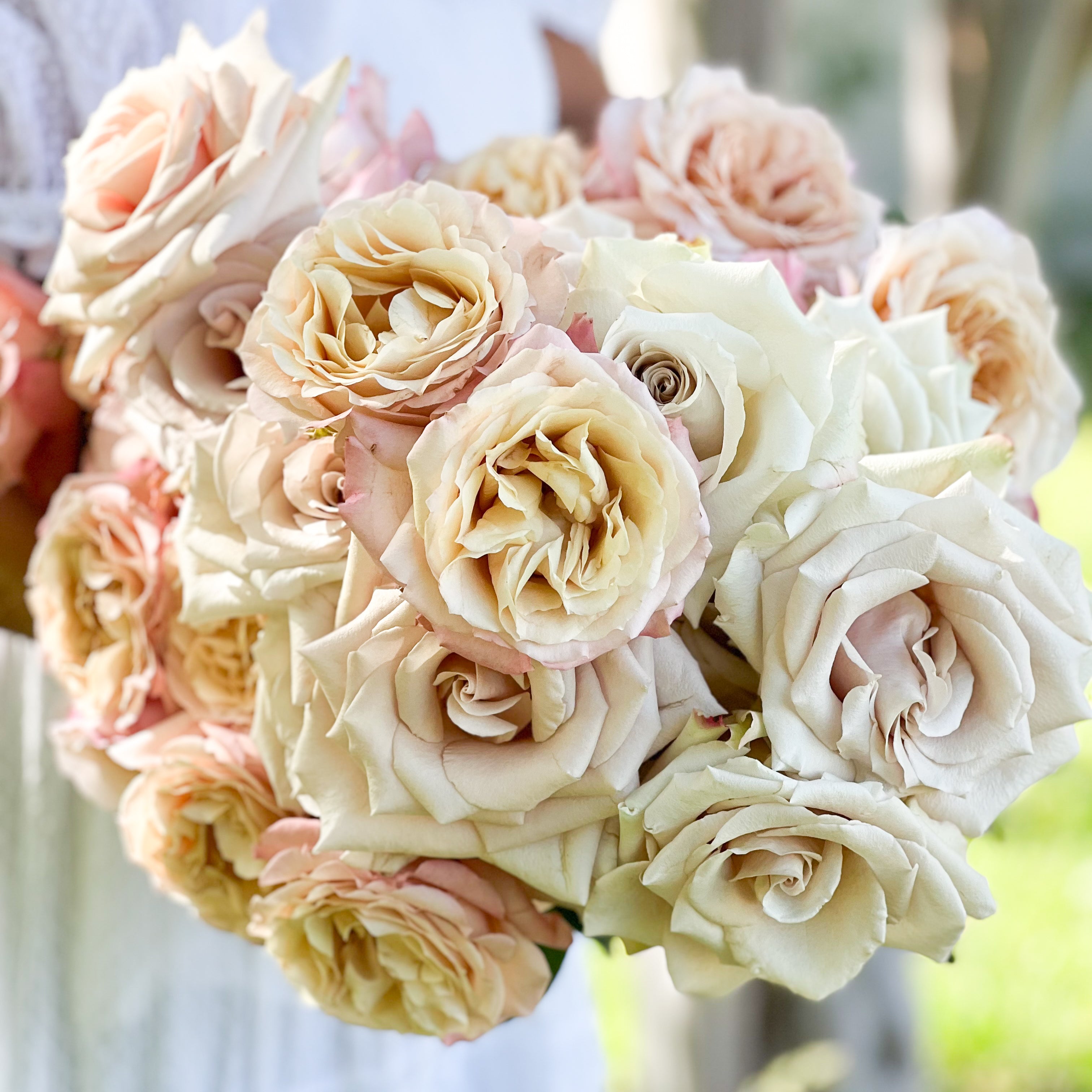 Nude Garden Rose Bundle